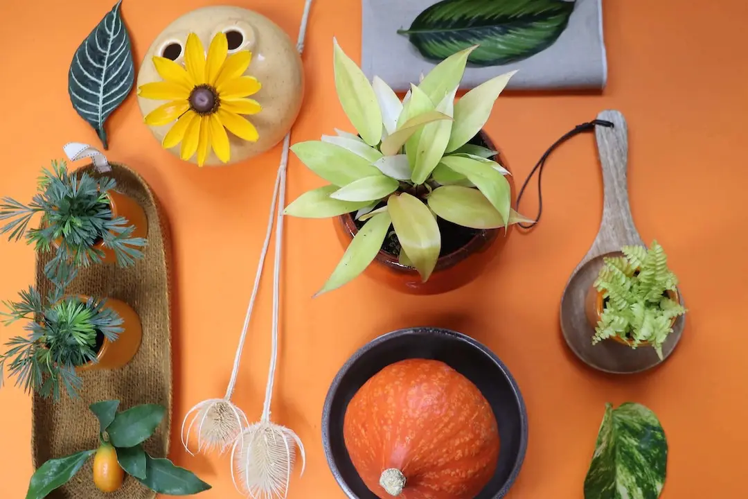ACCESSORIES-copy Plants, ceramic decorations and hanging planters displayed against an orange wall